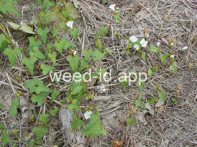 morningglory, ivyleaf