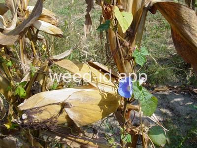 morningglory, ivyleaf