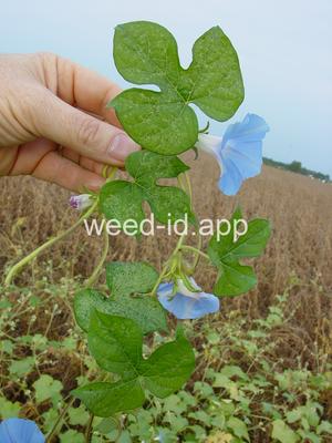 morningglory, ivyleaf