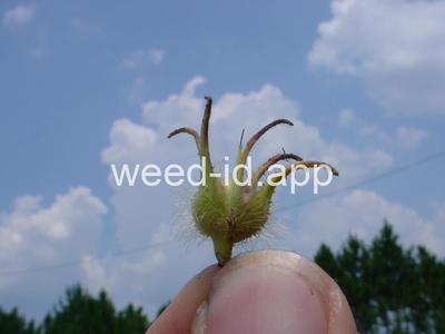 morningglory, ivyleaf