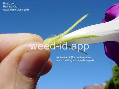 morningglory, ivyleaf