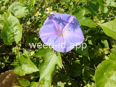 Ipomoea indica