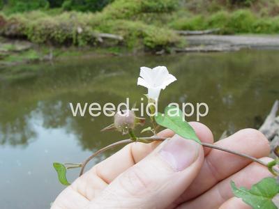 morningglory, pitted