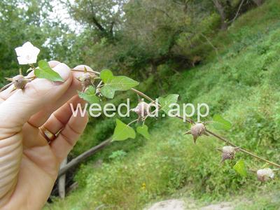 morningglory, pitted