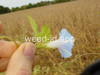 morningglory, pitted