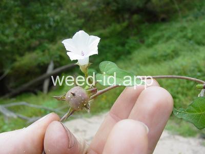 morningglory, pitted