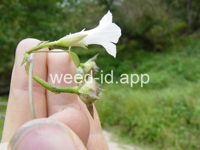 morningglory, pitted