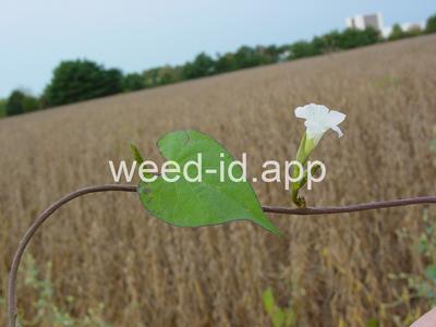 morningglory, pitted