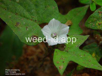 morningglory, pitted