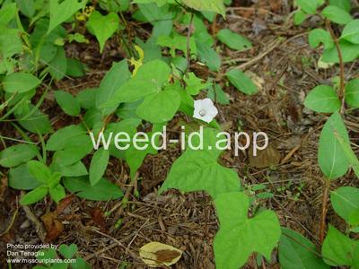 morningglory, pitted