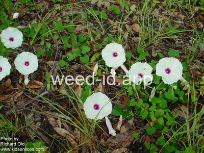 morningglory, bigroot