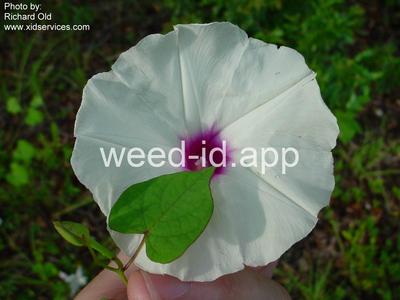 morningglory, bigroot