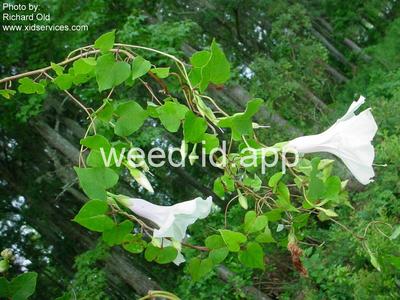 morningglory, bigroot