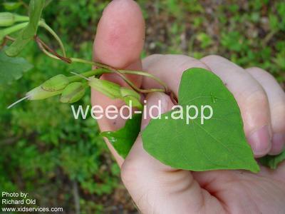 morningglory, bigroot