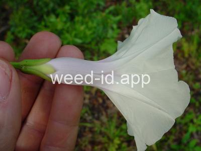 morningglory, bigroot