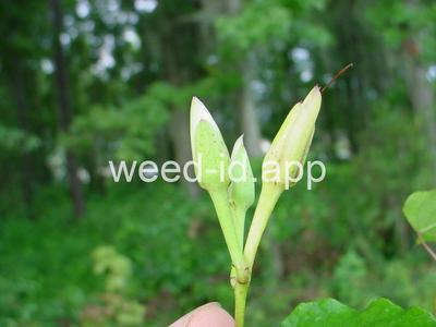 morningglory, bigroot