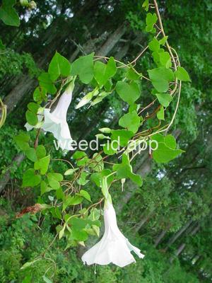 morningglory, bigroot