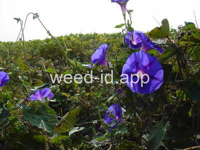 morningglory, tall