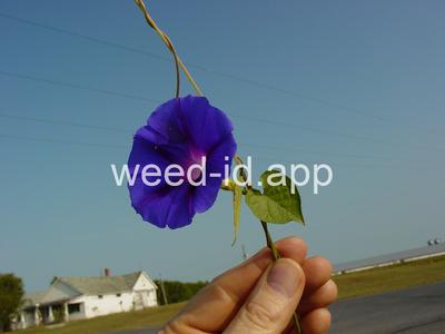 morningglory, tall