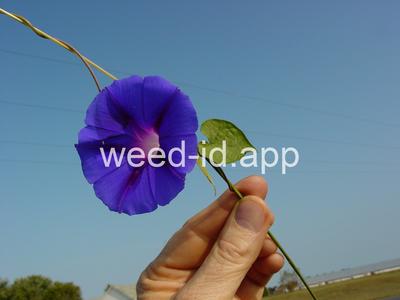 morningglory, tall