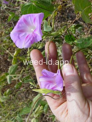 morningglory, tall