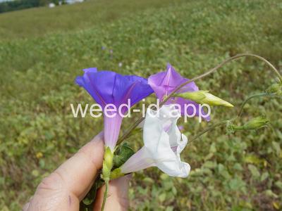 morningglory, tall