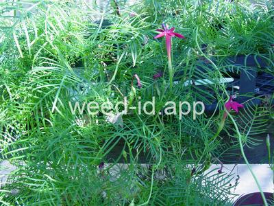 morningglory, cypressvine