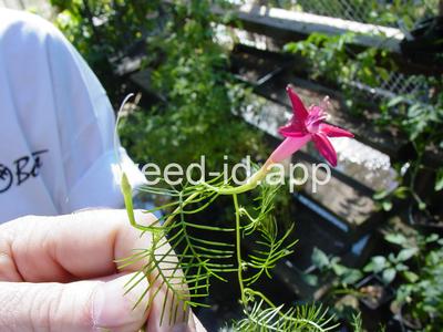 morningglory, cypressvine