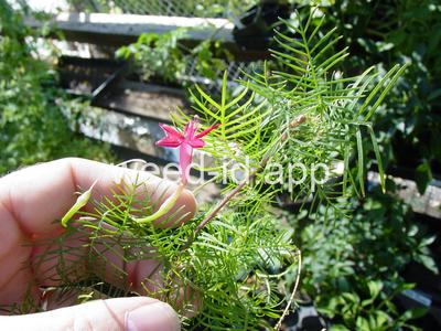 morningglory, cypressvine