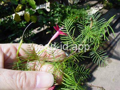 morningglory, cypressvine