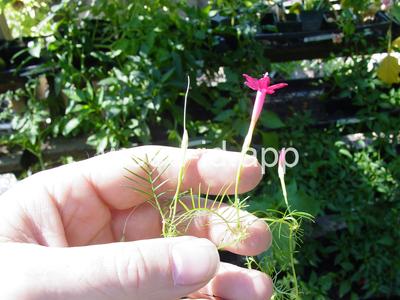 morningglory, cypressvine