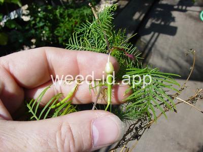 morningglory, cypressvine