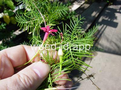 morningglory, cypressvine