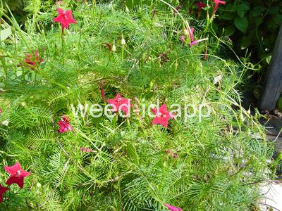 morningglory, cypressvine