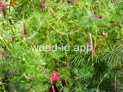 morningglory, cypressvine