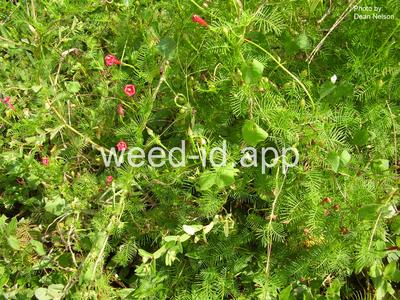 morningglory, cypressvine