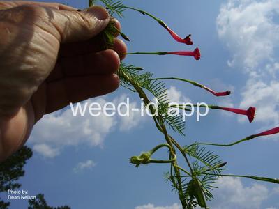 morningglory, cypressvine