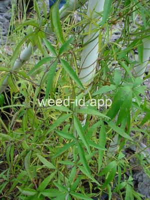 morningglory, palmleaf