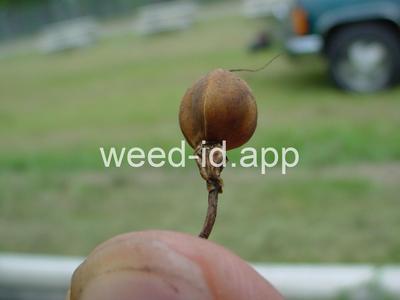 morningglory, palmleaf