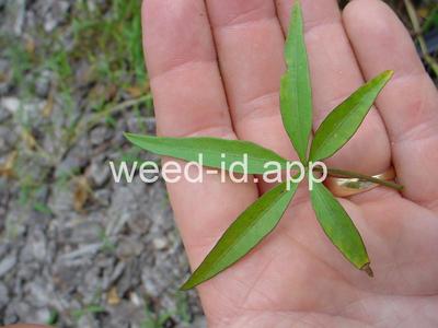 morningglory, palmleaf