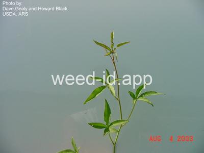 morningglory, palmleaf