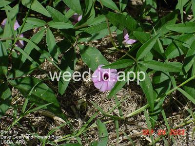 morningglory, palmleaf