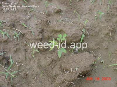 morningglory, palmleaf