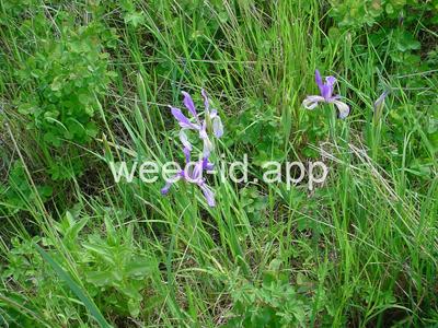 iris, Rocky Mountain