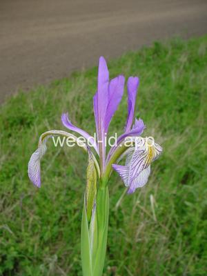 iris, Rocky Mountain