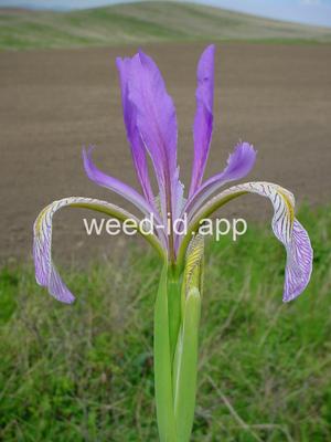 iris, Rocky Mountain