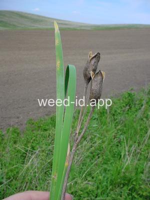 iris, Rocky Mountain