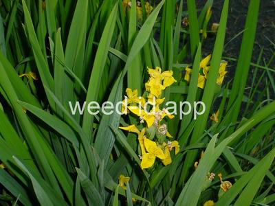 iris, yellowflag