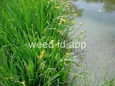 iris, yellowflag