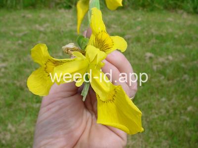 iris, yellowflag